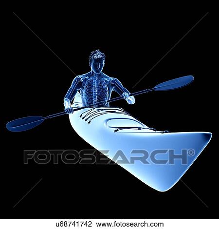 Stock Image - Canoeist's skeleton, illustration. Fotosearch