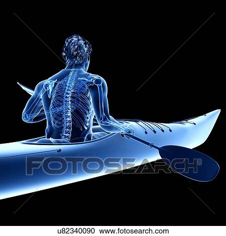 Stock Image - Canoeist's skeleton, illustration. Fotosearch