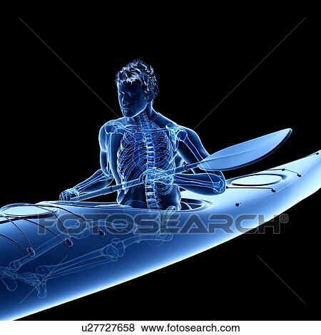 Stock Photo - Canoeist's skeleton, illustration. Fotosearch