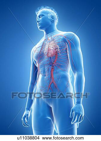 Picture - Cardiovascular system, illustration. Fotosearch