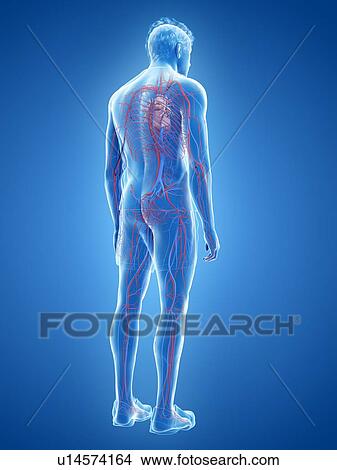 Picture - Cardiovascular system, illustration. Fotosearch