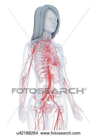 Cardiovascular system, illustration View Large Photo Image Picture - Cardiovascular system, illustration. Fotosearch