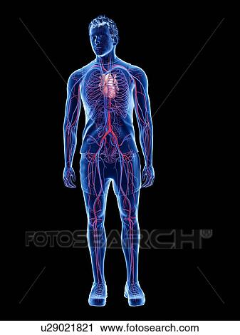 Cardiovascular system, illustration View Large Photo Image Stock Image - Cardiovascular system, illustration. Fotosearch
