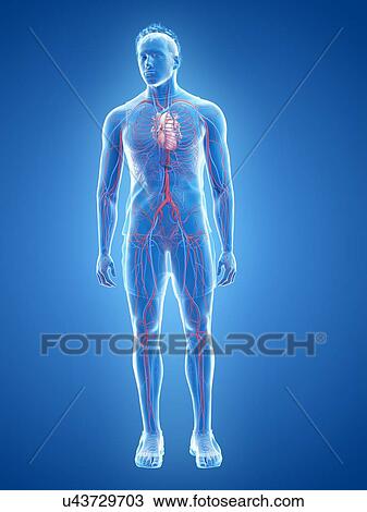 Stock Image - Cardiovascular system, illustration. Fotosearch