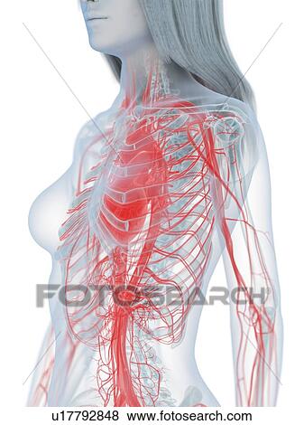Stock Photo - Cardiovascular system, illustration. Fotosearch