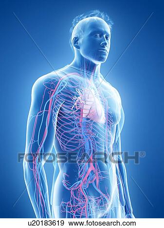 Stock Photo - Cardiovascular system, illustration. Fotosearch