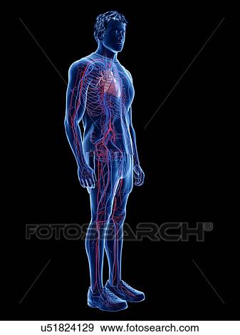 Stock Photo - Cardiovascular system, illustration. Fotosearch