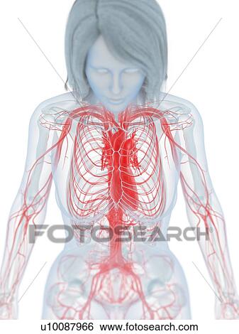 Cardiovascular system, illustration View Large Photo Image Stock Photograph - Cardiovascular system, illustration. Fotosearch