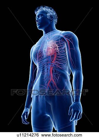Stock Photograph - Cardiovascular system, illustration. Fotosearch