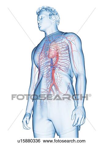 Stock Photograph - Cardiovascular system, illustration. Fotosearch