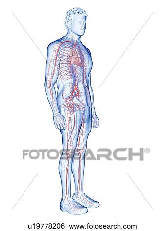 Stock Photograph - Cardiovascular system, illustration. Fotosearch