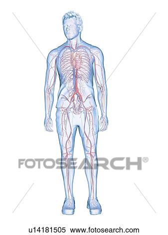 Stock Photography - Cardiovascular system, illustration. Fotosearch