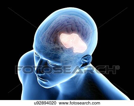 Stock Image - Cerebellum, illustration. Fotosearch