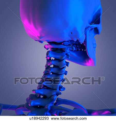 Cervical spine, illustration View Large Photo Image Stock Image - Cervical spine, illustration. Fotosearch