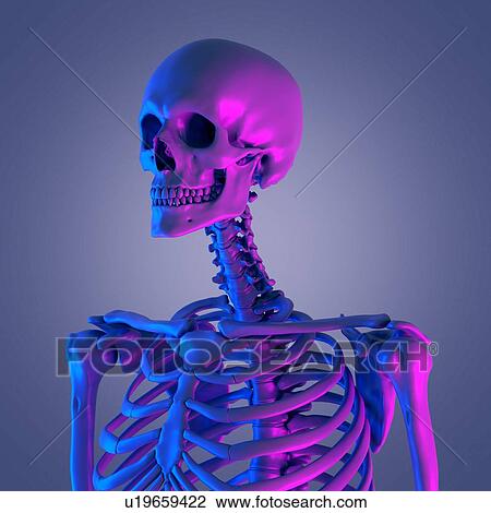 Stock Image - Cervical spine, illustration. Fotosearch