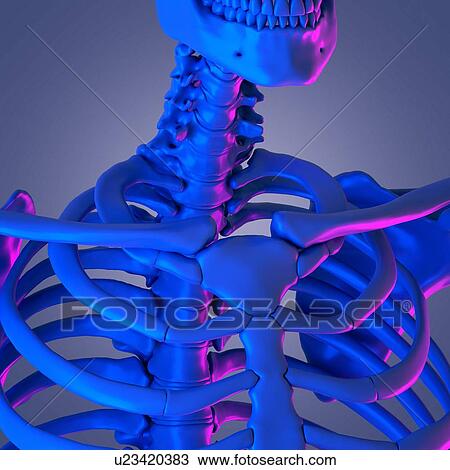 Cervical spine, illustration View Large Photo Image Stock Image - Cervical spine, illustration. Fotosearch