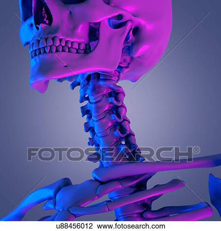 Stock Image - Cervical spine, illustration. Fotosearch