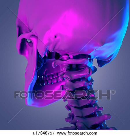 Cervical spine, illustration View Large Photo Image Stock Photo - Cervical spine, illustration. Fotosearch