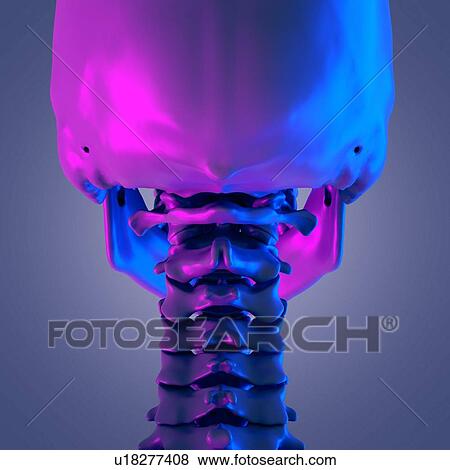 Stock Photo - Cervical spine, illustration. Fotosearch