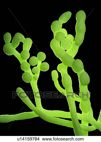 Cladosporium fungus, computer illustration. View Large Photo Image Picture - Cladosporium fungus, computer illustration.. Fotosearch