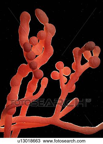 Cladosporium fungus, computer illustration. View Large Photo Image Stock Image - Cladosporium fungus, computer illustration.. Fotosearch