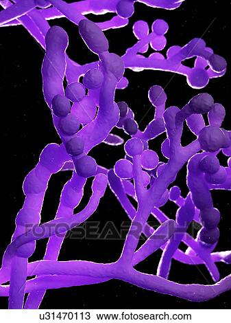 Stock Image - Cladosporium fungus, computer illustration.. Fotosearch