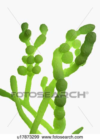 Stock Photo - Cladosporium fungus, computer illustration.. Fotosearch
