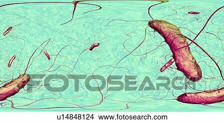 Picture - Clostridium difficile bacteria with peritrichous flagella, computer illustration. C. difficile is a Gram-positive, anaerobic, spore forming, rod-shaped prokaryote with peritrichous flagella. It is a normal part of the intestinal flora, especially in.... Fotosearch
