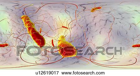Clostridium difficile bacteria with peritrichous flagella, computer illustration. C. difficile is a Gram-positive, anaerobic, spore forming, rod-shaped prokaryote with peritrichous flagella. It is a normal part of the intestinal flora, especially in... View Large Photo Image Stock Photo - Clostridium difficile bacteria with peritrichous flagella, computer illustration. C. difficile is a Gram-positive, anaerobic, spore forming, rod-shaped prokaryote with peritrichous flagella. It is a normal part of the intestinal flora, especially in.... Fotosearch
