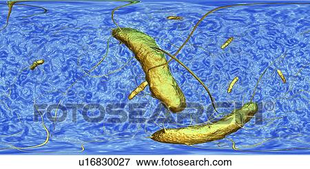 Clostridium difficile bacteria with peritrichous flagella, computer illustration. C. difficile is a Gram-positive, anaerobic, spore forming, rod-shaped prokaryote with peritrichous flagella. It is a normal part of the intestinal flora, especially in... View Large Photo Image Stock Photo - Clostridium difficile bacteria with peritrichous flagella, computer illustration. C. difficile is a Gram-positive, anaerobic, spore forming, rod-shaped prokaryote with peritrichous flagella. It is a normal part of the intestinal flora, especially in.... Fotosearch