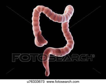 Stock Image - Colon anatomy, illustration. Fotosearch