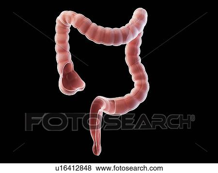 Stock Photo - Colon anatomy, illustration. Fotosearch