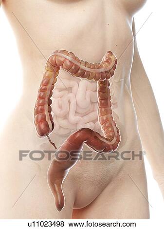 Stock Photo - Colon, illustration. Fotosearch