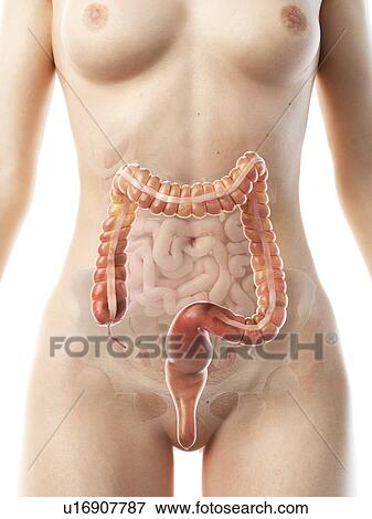 Colon, illustration View Large Photo Image Stock Photo - Colon, illustration. Fotosearch