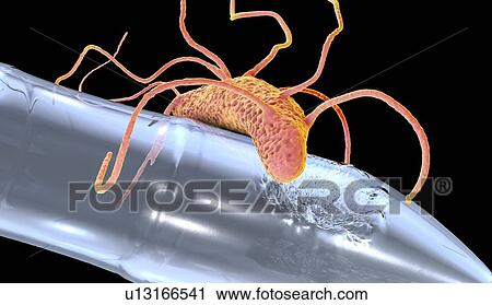 Stock Image - Computer illustration of Ideonella sakaiensis bacterium degrading a plastic bottle. I. sakaiensis was discovered in 2016 in sediment near a plastic bottle recycling facility in Japan. It is able to use the plastic polyethylene terephthalate (PET) as.... Fotosearch
