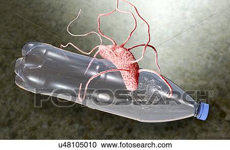 Stock Image - Computer illustration of Ideonella sakaiensis bacterium degrading a plastic bottle. I. sakaiensis was discovered in 2016 in sediment near a plastic bottle recycling facility in Japan. It is able to use the plastic polyethylene terephthalate (PET) as.... Fotosearch