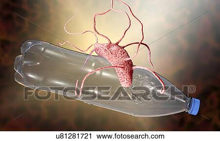 Stock Image - Computer illustration of Ideonella sakaiensis bacterium degrading a plastic bottle. I. sakaiensis was discovered in 2016 in sediment near a plastic bottle recycling facility in Japan. It is able to use the plastic polyethylene terephthalate (PET) as.... Fotosearch
