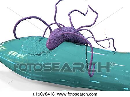 Stock Photo - Computer illustration of Ideonella sakaiensis bacterium degrading a plastic bottle. I. sakaiensis was discovered in 2016 in sediment near a plastic bottle recycling facility in Japan. It is able to use the plastic polyethylene terephthalate (PET) as.... Fotosearch