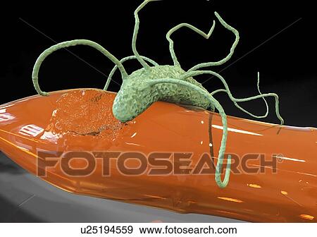 Stock Photo - Computer illustration of Ideonella sakaiensis bacterium degrading a plastic bottle. I. sakaiensis was discovered in 2016 in sediment near a plastic bottle recycling facility in Japan. It is able to use the plastic polyethylene terephthalate (PET) as.... Fotosearch