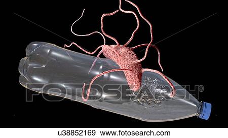 Stock Photo - Computer illustration of Ideonella sakaiensis bacterium degrading a plastic bottle. I. sakaiensis was discovered in 2016 in sediment near a plastic bottle recycling facility in Japan. It is able to use the plastic polyethylene terephthalate (PET) as.... Fotosearch