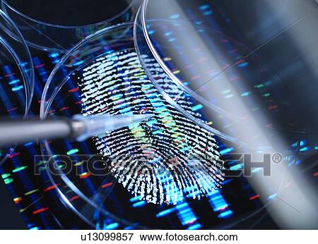 Stock Photo - Conceptual image illustrating genetic research. A human finger print with a DNA (deoxyribonucleic acid) profile underneath a human sample being pipetted into a petri dish.. Fotosearch