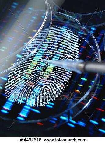 Stock Photo - Conceptual image illustrating genetic research. A human finger print with a DNA (deoxyribonucleic acid) profile underneath a human sample being pipetted into a petri dish.. Fotosearch