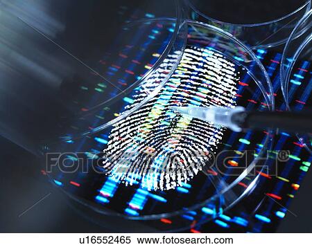 Stock Photography - Conceptual image illustrating genetic research. A human finger print with a DNA (deoxyribonucleic acid) profile underneath a human sample being pipetted into a petri dish.. Fotosearch