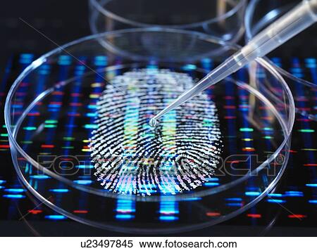 Stock Photography - Conceptual image illustrating genetic research. A human finger print with a DNA (deoxyribonucleic acid) profile underneath a human sample being pipetted into a petri dish.. Fotosearch