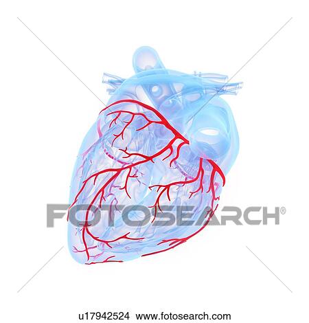 Picture - Coronary blood vessels, illustration. Fotosearch