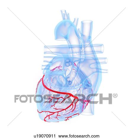 Stock Image - Coronary blood vessels, illustration. Fotosearch
