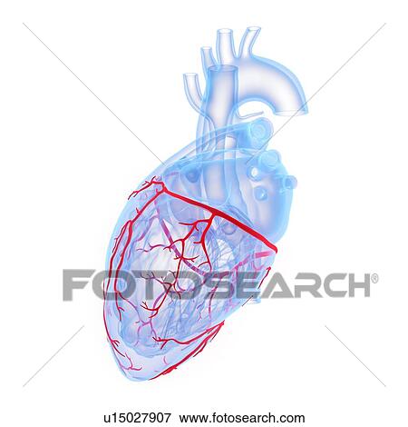 Stock Photo - Coronary blood vessels, illustration. Fotosearch