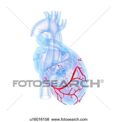 Coronary blood vessels, illustration View Large Photo Image Stock Photo - Coronary blood vessels, illustration. Fotosearch