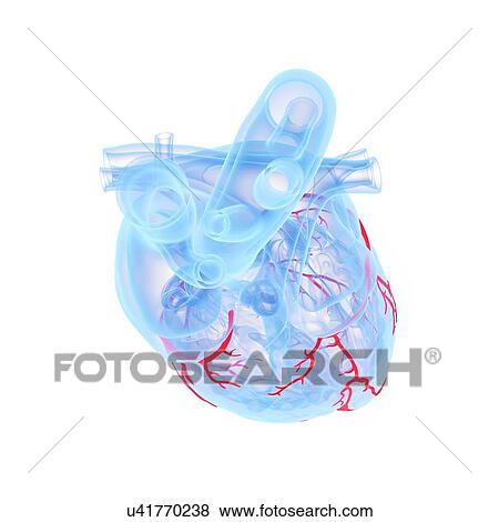 Stock Photo - Coronary blood vessels, illustration. Fotosearch