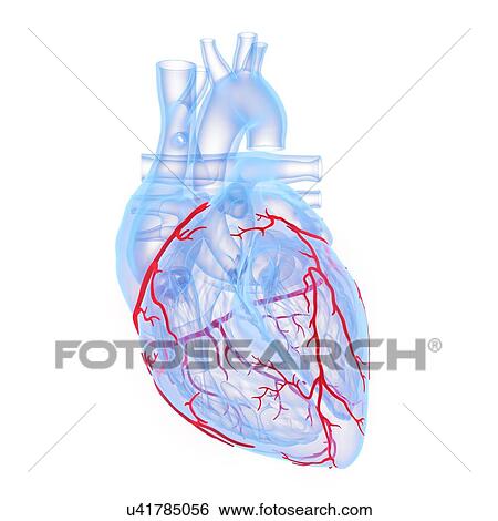 Stock Photograph - Coronary blood vessels, illustration. Fotosearch